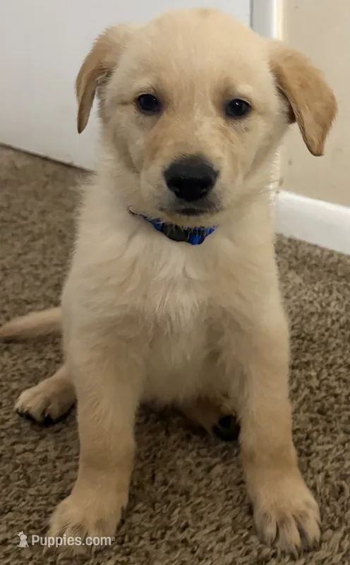 Blue Boy Puppy – German Shepherd Dog, Golden Retriever puppy for sale in Tampa, FL