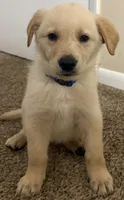 Blue Boy Puppy, a male German Shepherd Dog and Golden Retriever for sale in Tampa, FL – 1 of 1
