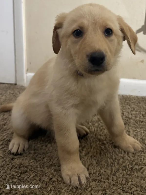 Purple “Big Mama” – German Shepherd Dog, Golden Retriever puppy for sale in Tampa, FL