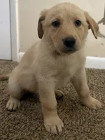 Purple “Big Mama”, a female German Shepherd Dog and Golden Retriever for sale in Tampa, FL – 1 of 1