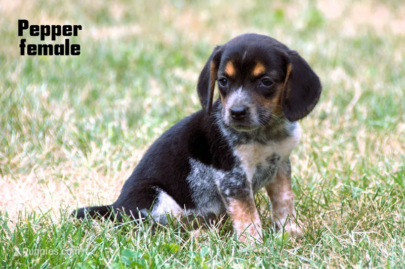 Pepper – Beagle puppy for sale in Farwell, MI