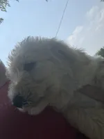 Belle, a female Labradoodle for sale in Harvard, NE – 3 of 7