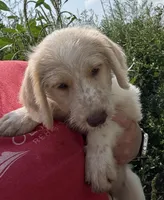 Spot, a male Labradoodle for sale in Harvard, NE – 6 of 8
