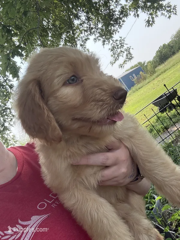 Bubba  – Labradoodle puppy for sale in Harvard, NE