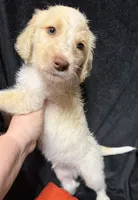 Spot, a male Labradoodle for sale in Harvard, NE – 3 of 4
