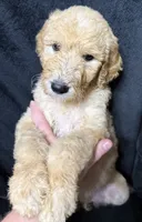 Alice, a female Labradoodle for sale in Harvard, NE – 3 of 4