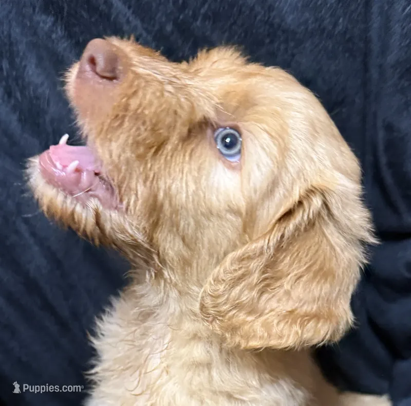 Bubba  – Labradoodle puppy for sale in Harvard, NE