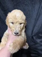 Alice, a female Labradoodle for sale in Harvard, NE – 2 of 4