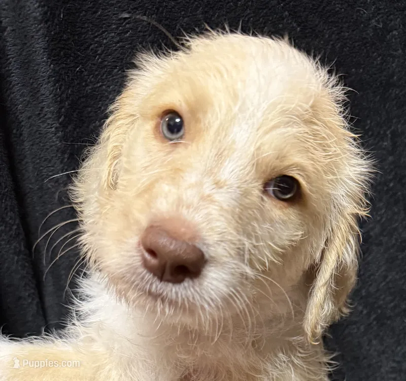 Spot – Labradoodle puppy for sale in Harvard, NE