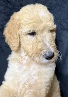 Alice, a female Labradoodle for sale in Harvard, NE – 4 of 4