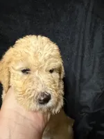 Belle, a female Labradoodle for sale in Harvard, NE – 2 of 4