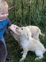 Spot, a male Labradoodle for sale in Harvard, NE – 2 of 8