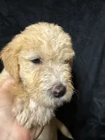 Belle, a female Labradoodle for sale in Harvard, NE – 3 of 4