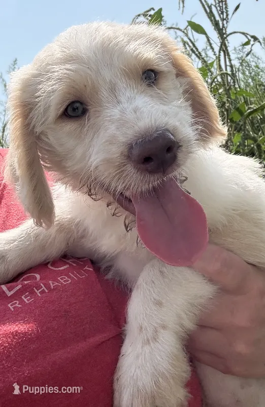 Spot – Labradoodle puppy for sale in Harvard, NE