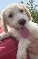 Spot, a male Labradoodle for sale in Harvard, NE – 3 of 8