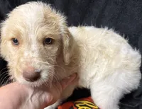 Spot, a male Labradoodle for sale in Harvard, NE – 2 of 4