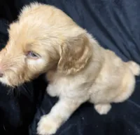 Bubba , a male Labradoodle for sale in Harvard, NE – 2 of 3