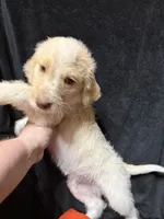 Spot, a male Labradoodle for sale in Harvard, NE – 4 of 4