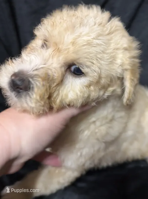 Belle – Labradoodle puppy for sale in Harvard, NE