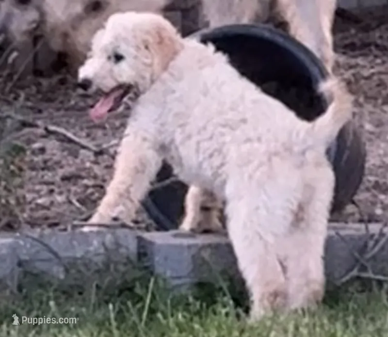 Belle – Labradoodle puppy for sale in Harvard, NE