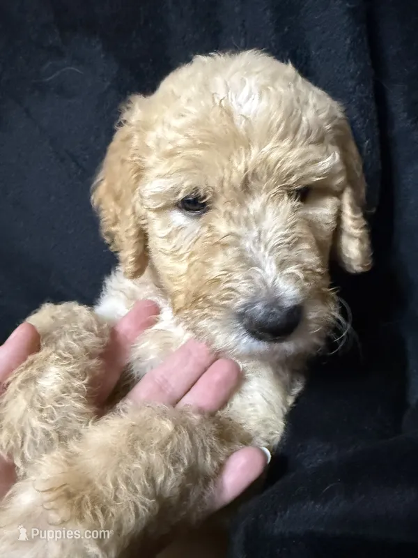 Alice – Labradoodle puppy for sale in Harvard, NE