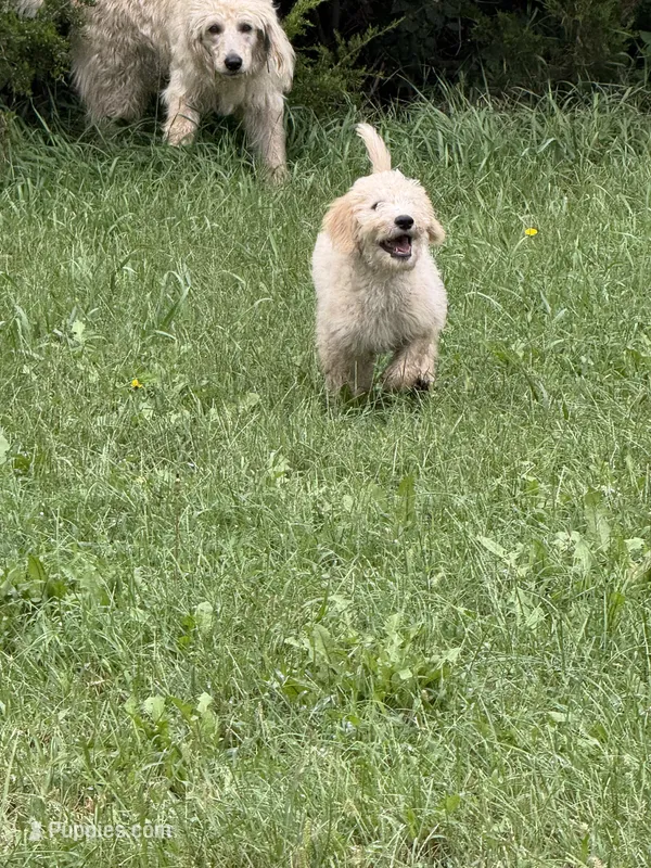 Belle – Labradoodle puppy for sale in Harvard, NE