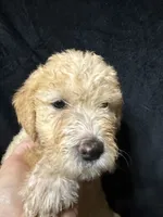 Belle, a female Labradoodle for sale in Harvard, NE – 4 of 4