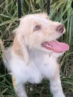 Spot, a male Labradoodle for sale in Harvard, NE – 1 of 8
