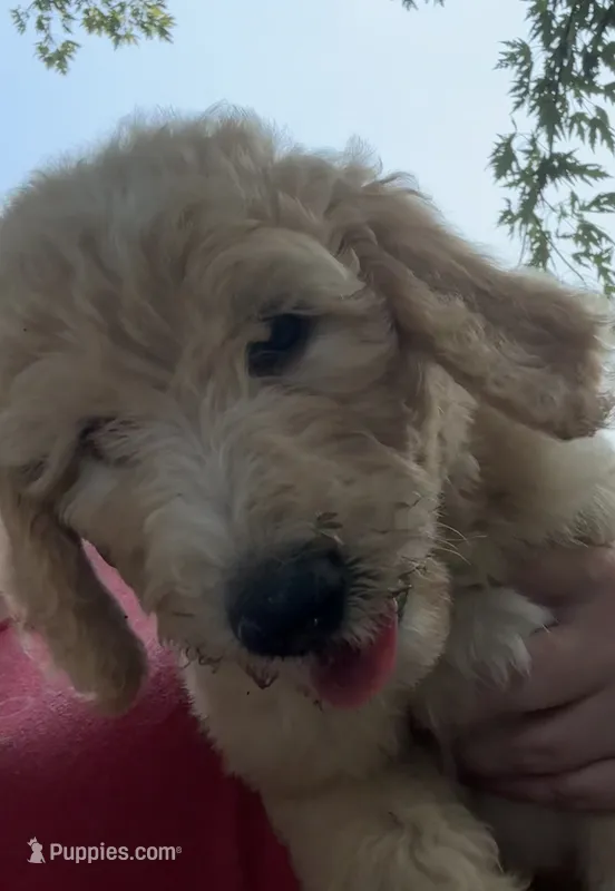 Alice – Labradoodle puppy for sale in Harvard, NE
