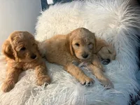 Curly, a male Goldendoodle for sale in San Diego, CA – Photo 7 of 8