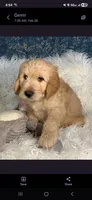 Curly, a male Goldendoodle for sale in San Diego, CA – Photo 5 of 8