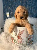 Curly, a male Goldendoodle for sale in San Diego, CA – Photo 8 of 8