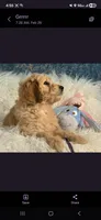 Curly, a male Goldendoodle for sale in San Diego, CA – Photo 3 of 8