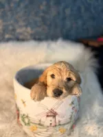 Curly, a male Goldendoodle for sale in San Diego, CA – Photo 4 of 8