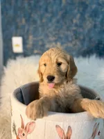 Curly, a male Goldendoodle for sale in San Diego, CA – Photo 1 of 8