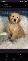 Curly, a male Goldendoodle for sale in San Diego, CA – Photo 6 of 8