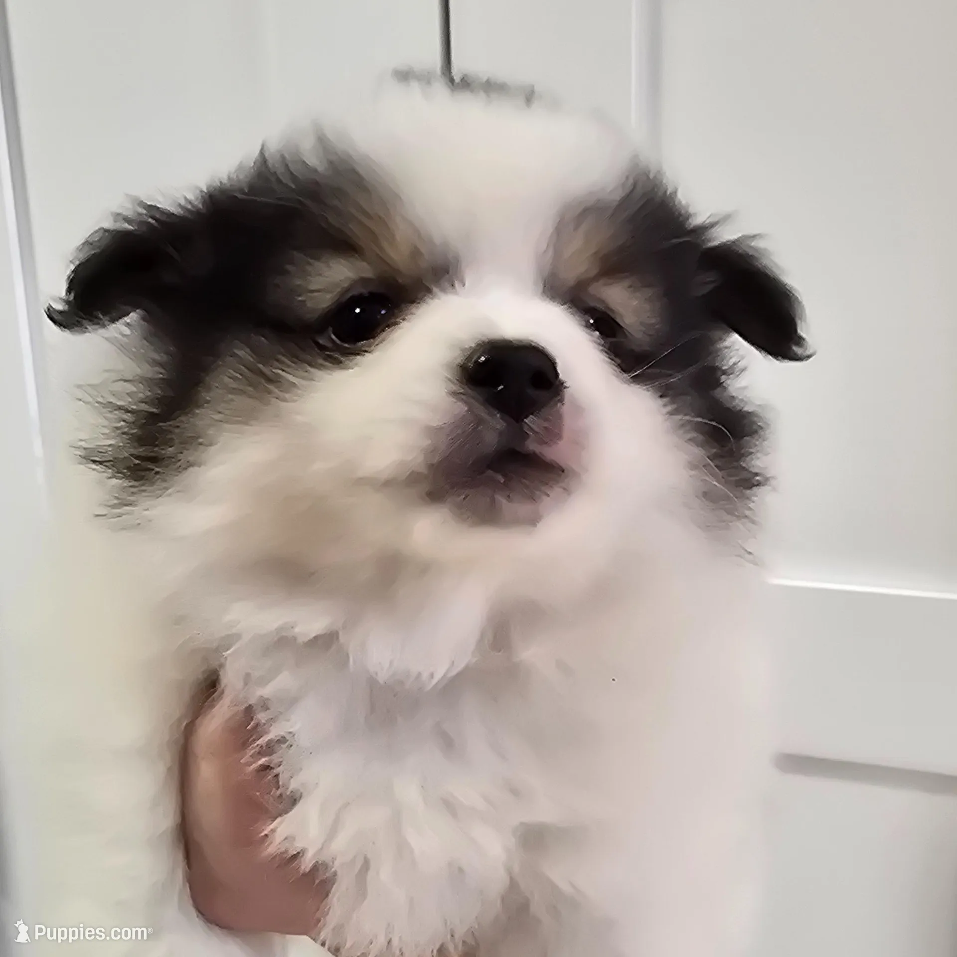 Minnie , a female Pomeranian for sale in Mount Vernon, WA – Photo 3 of 8