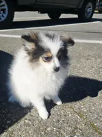 Minnie , a female Pomeranian for sale in Mount Vernon, WA – Photo 8 of 9