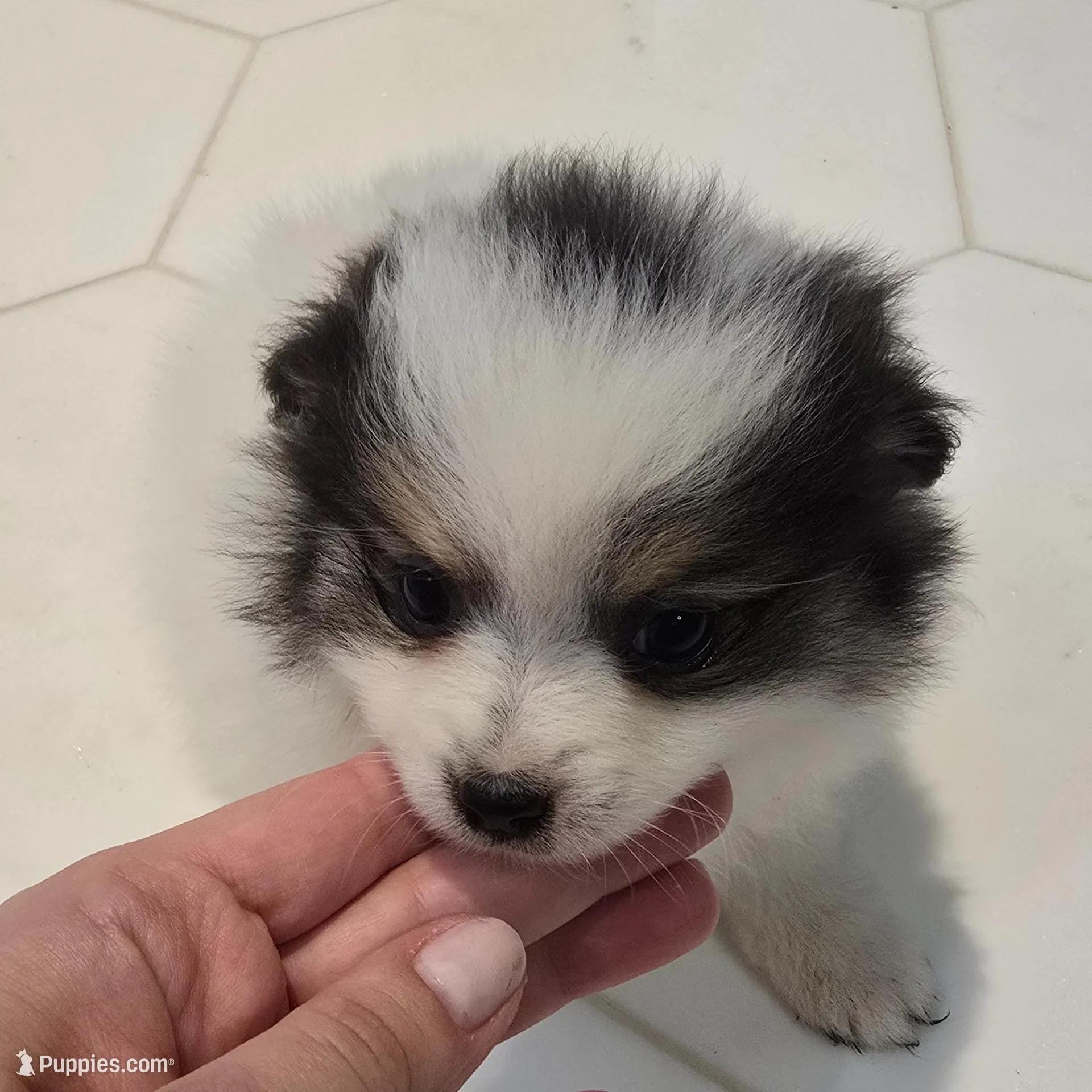 Minnie  – Pomeranian puppy for sale in Mount Vernon, WA
