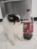 Minnie , a female Pomeranian for sale in Mount Vernon, WA – Photo 9 of 9