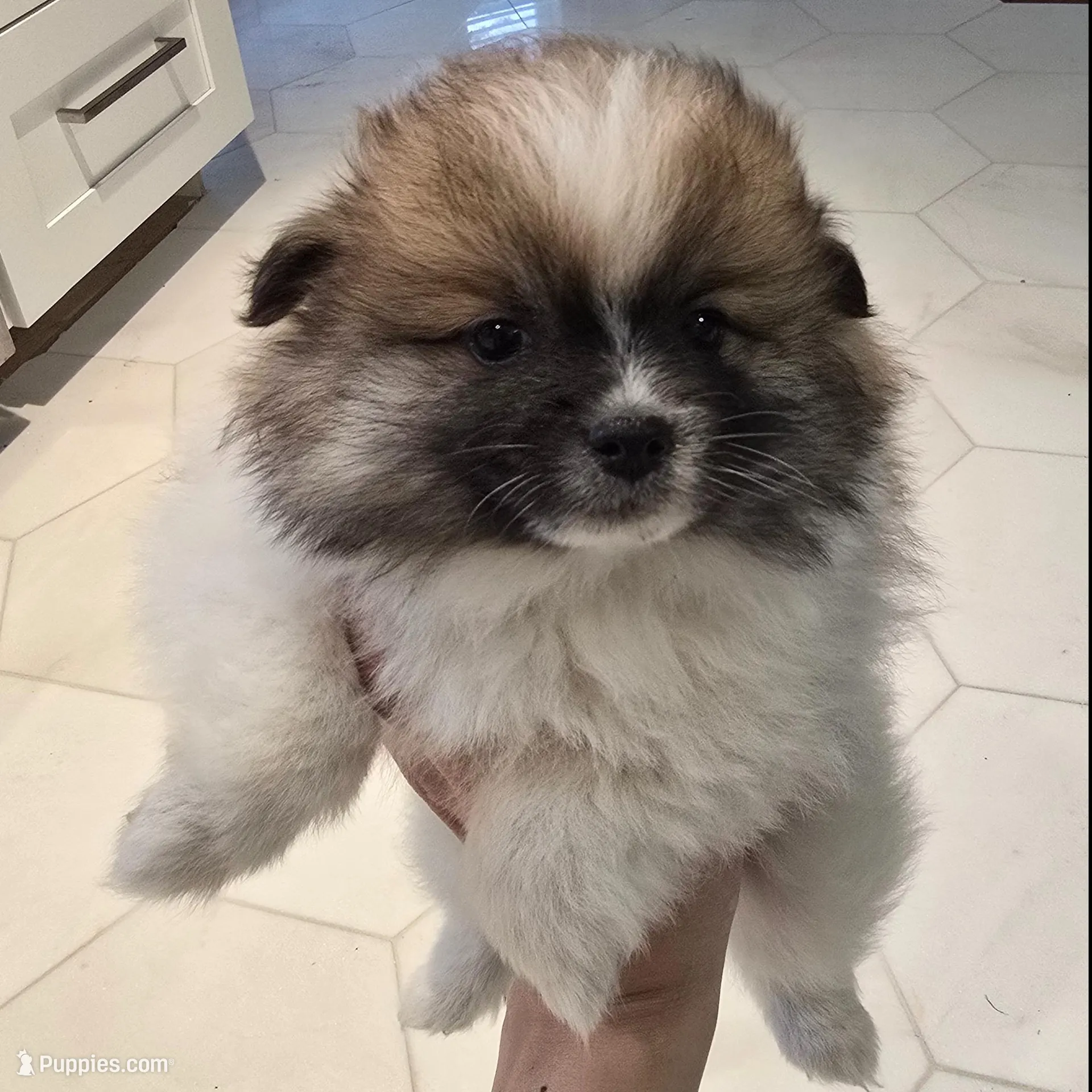 Lulu, a female Pomeranian for sale in Mount Vernon, WA – Photo 5 of 6