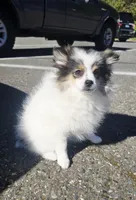 Minnie , a female Pomeranian for sale in Mount Vernon, WA – Photo 6 of 9