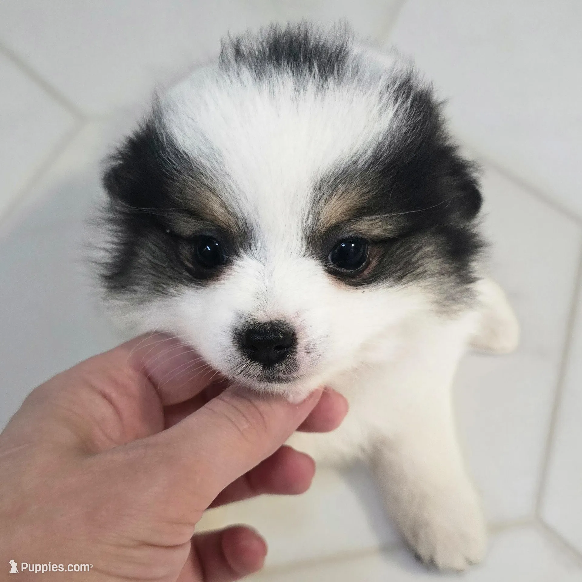 Minnie , a female Pomeranian for sale in Mount Vernon, WA – Photo 8 of 8