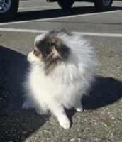 Minnie , a female Pomeranian for sale in Mount Vernon, WA – Photo 7 of 9