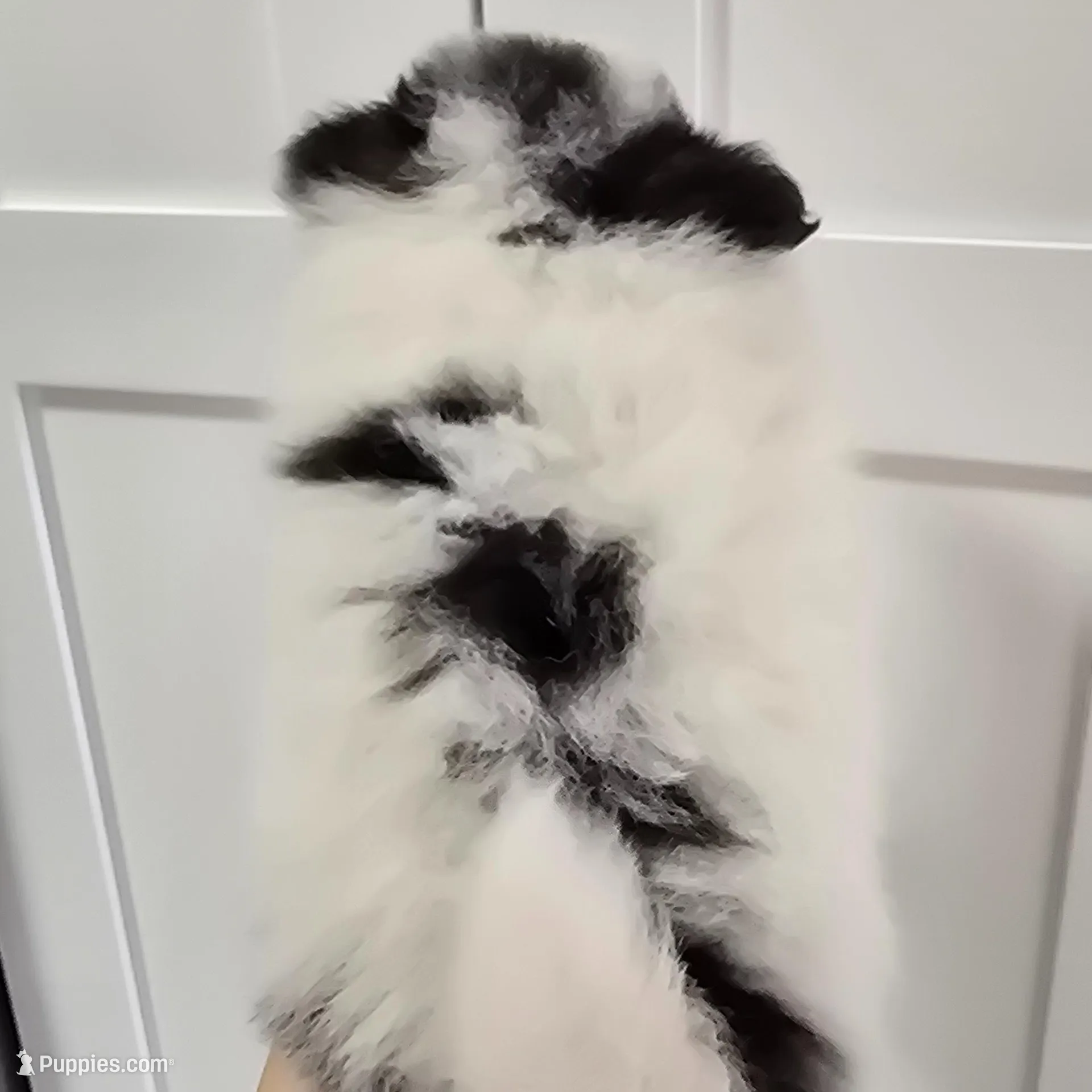 Minnie , a female Pomeranian for sale in Mount Vernon, WA – Photo 6 of 8