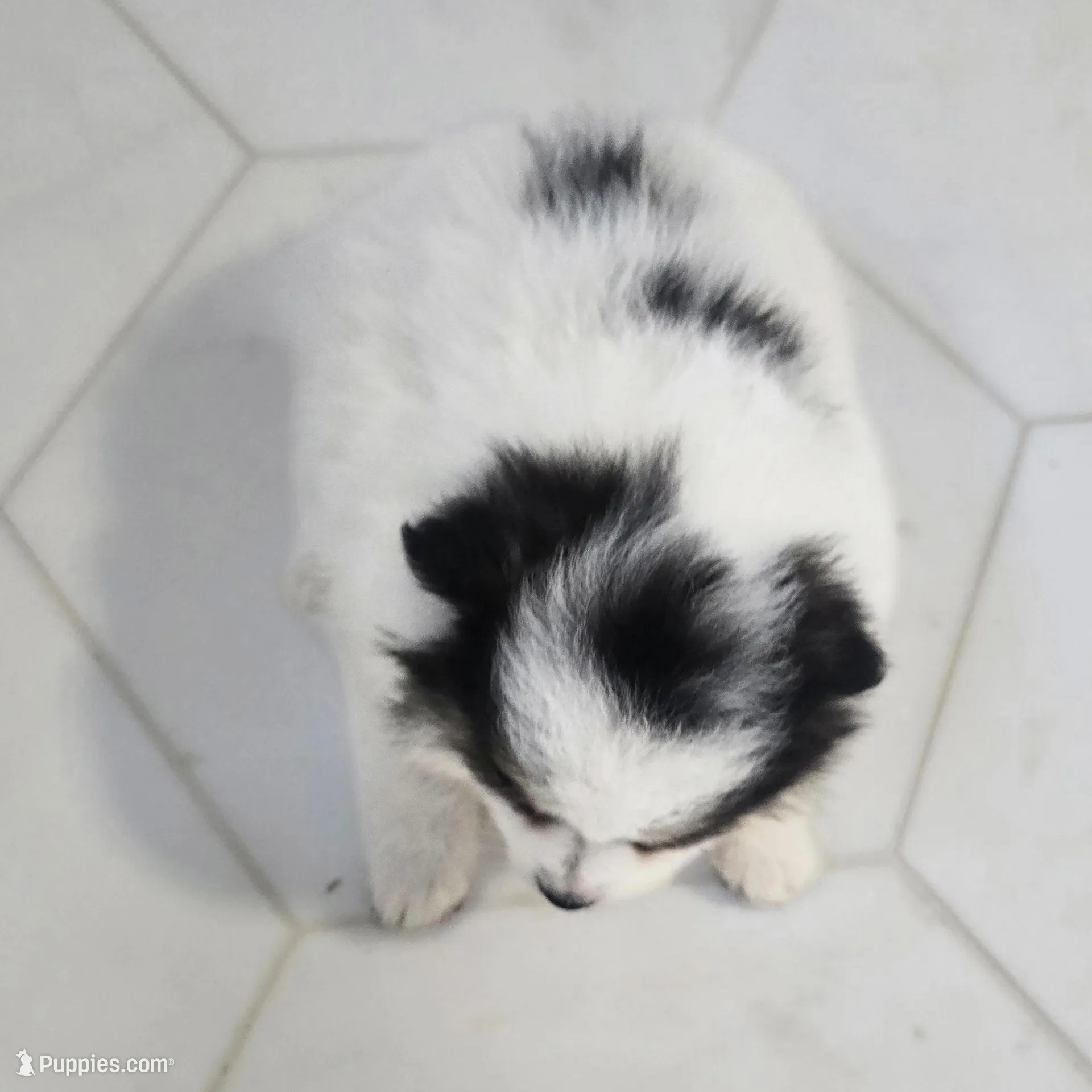 Minnie , a female Pomeranian for sale in Mount Vernon, WA – Photo 4 of 8