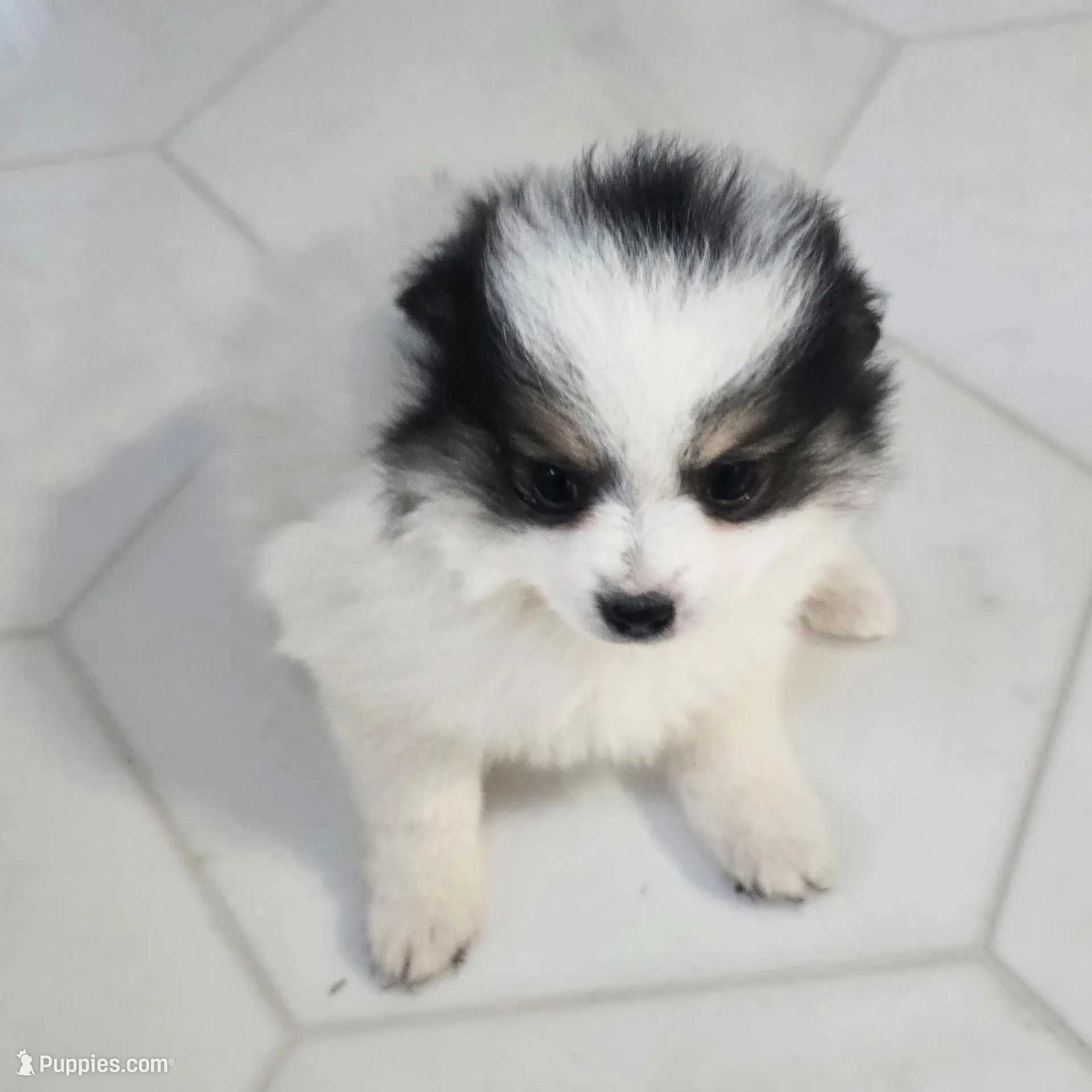 Minnie , a female Pomeranian for sale in Mount Vernon, WA – Photo 7 of 8