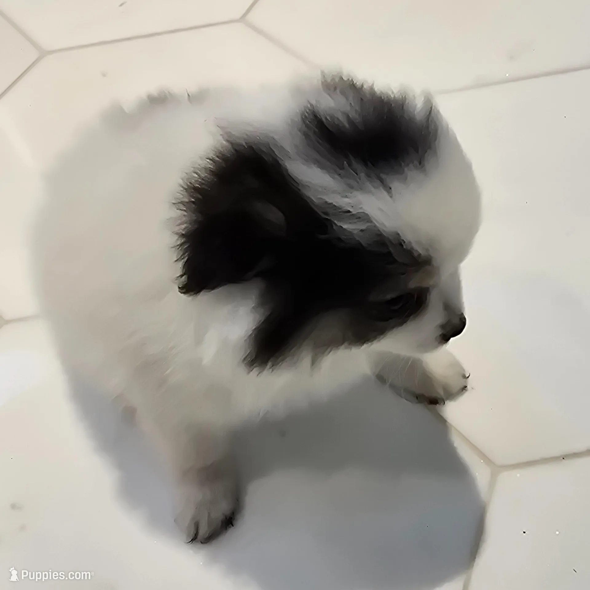 Minnie , a female Pomeranian for sale in Mount Vernon, WA – Photo 2 of 8