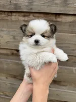 Bowie, a male Pomeranian for sale in Mount Vernon, WA – 2 of 3