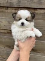 Bowie, a male Pomeranian for sale in Mount Vernon, WA – 1 of 3